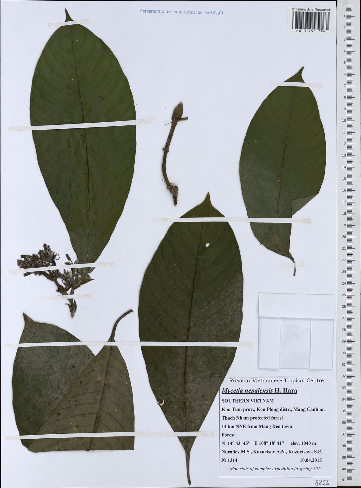 Mycetia nepalensis H.Hara