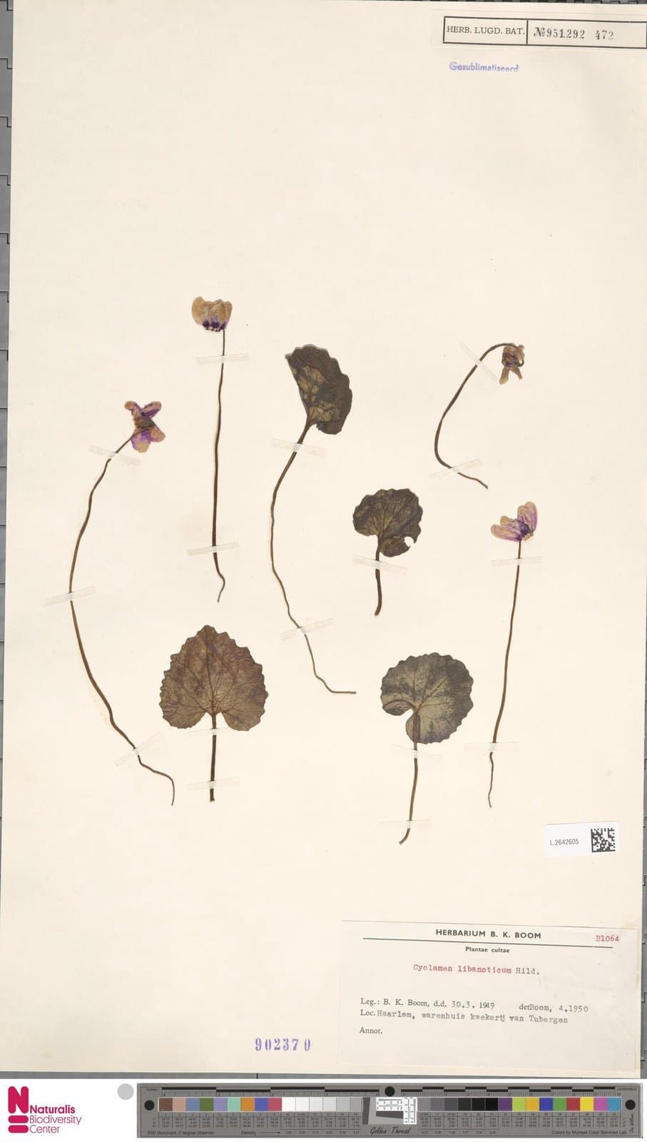 Cyclamen libanoticum Hildebr.