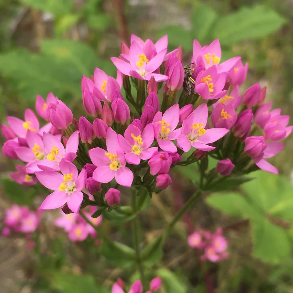 Centaurium erythraea Rafn