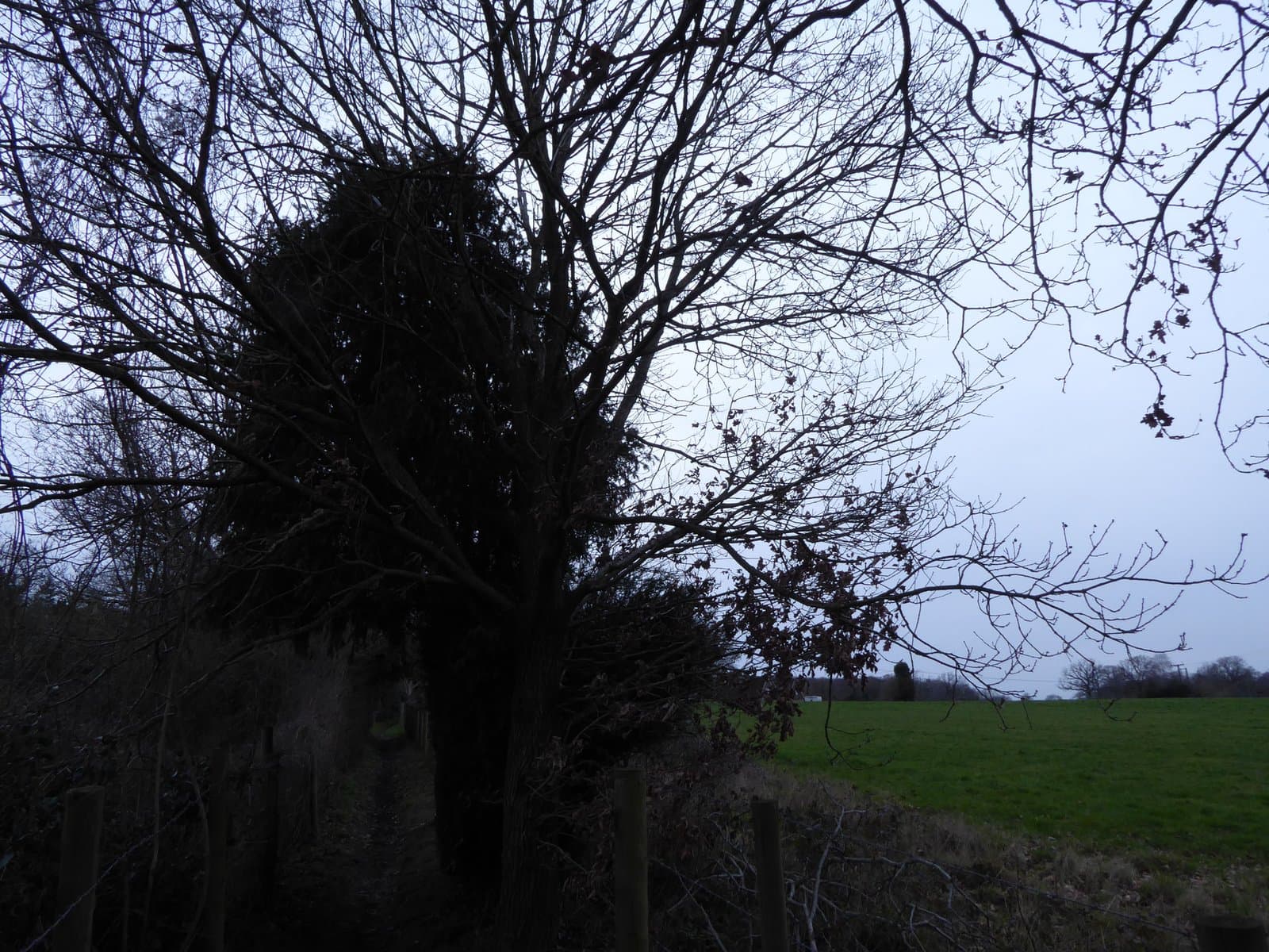 Quercus ×rosacea Bechst.
