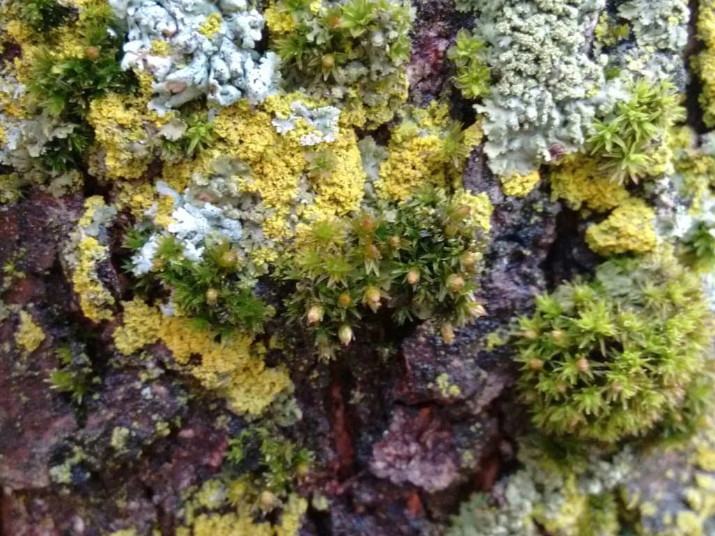 Orthotrichum stellatum Brid.