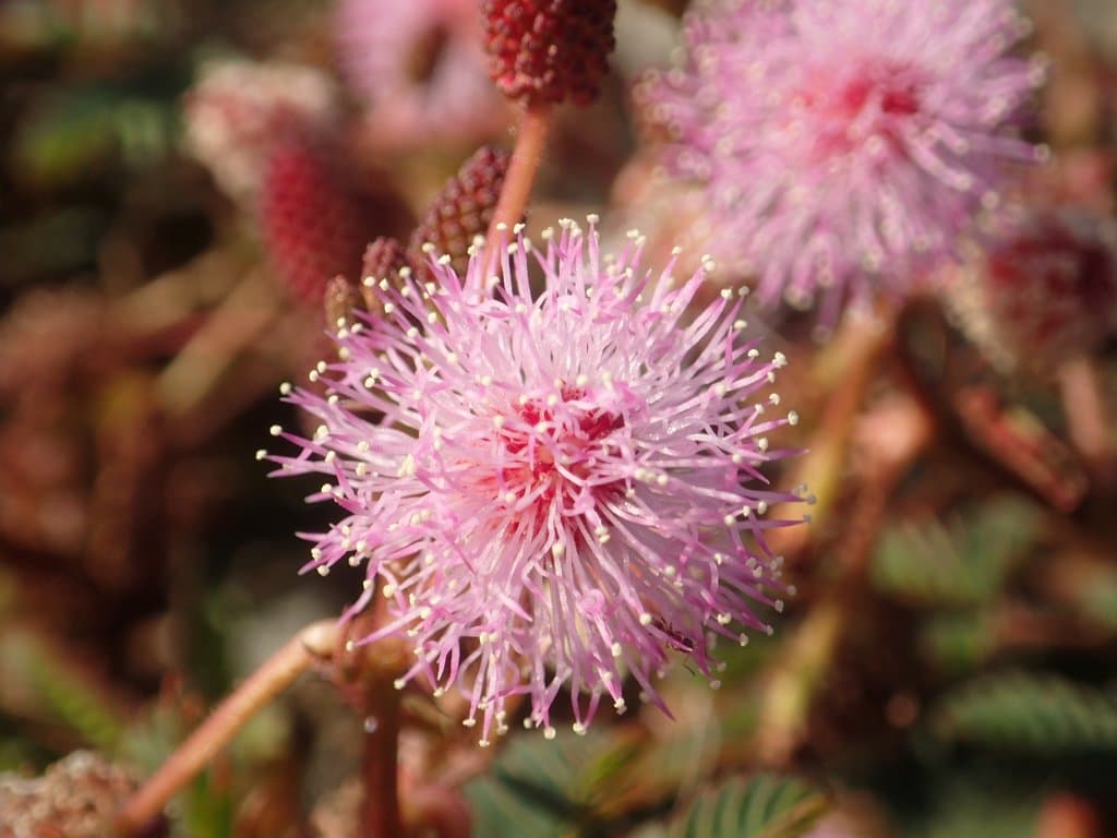 Mimosa pudica L.