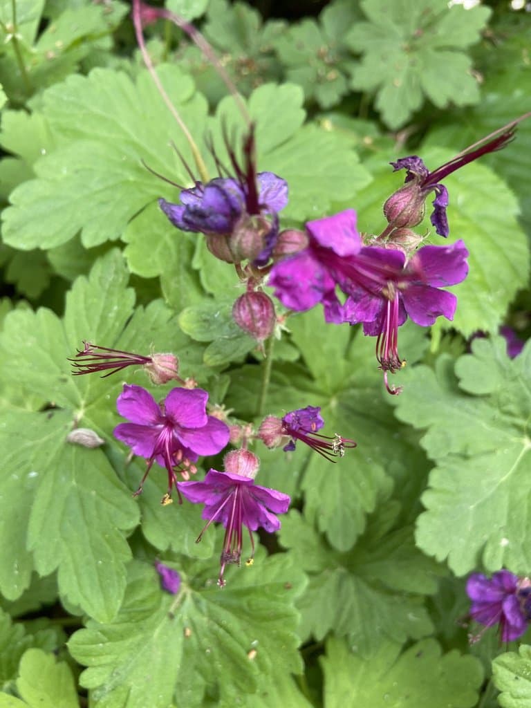 Geranium macrorrhizum L.