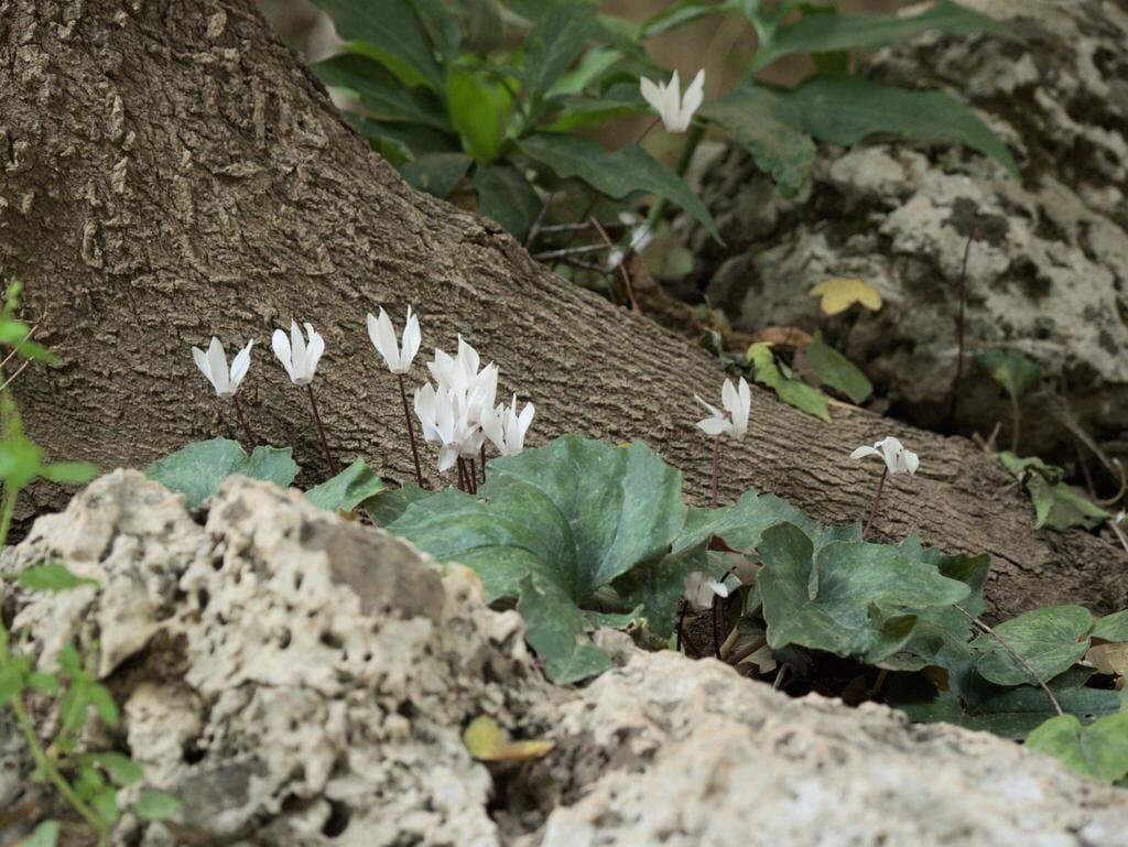 Cyclamen creticum (Dörfl.) Hildebr.