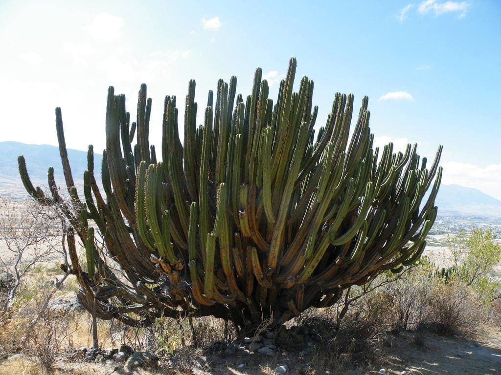 Myrtillocactus schenckii (J.A.Purpus) Britton & Rose