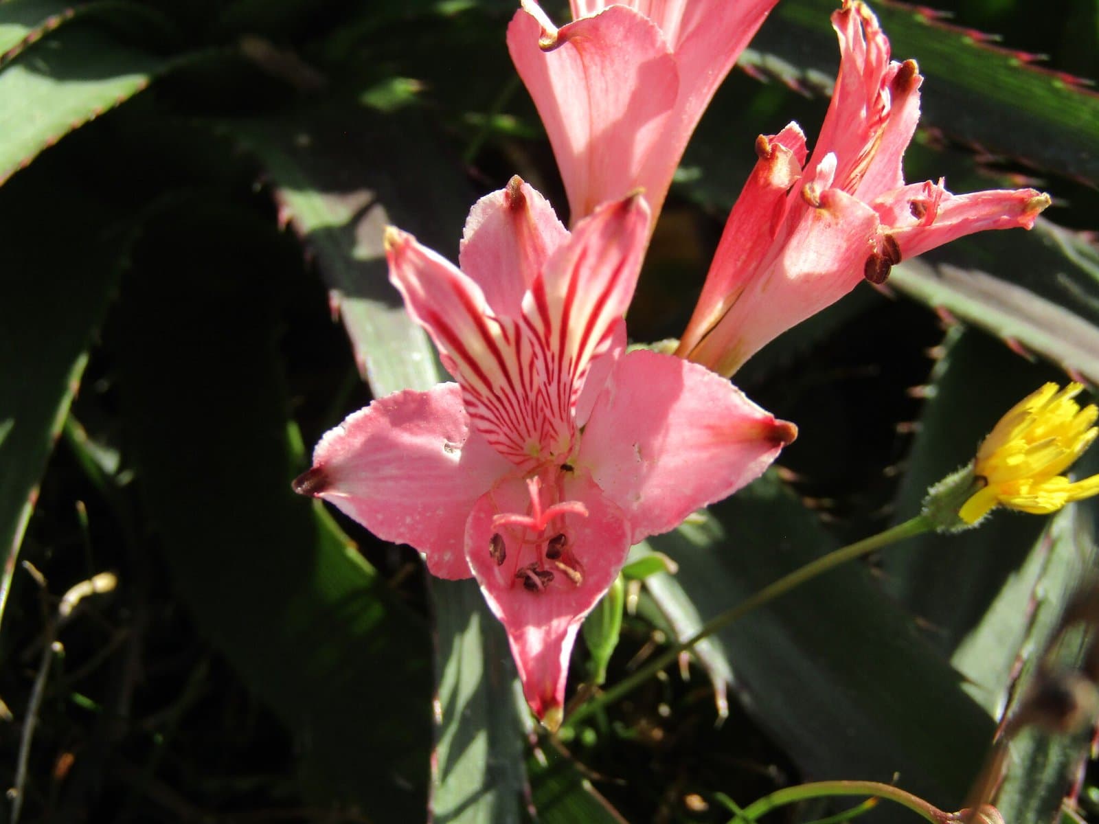 Alstroemeria ligtu L.
