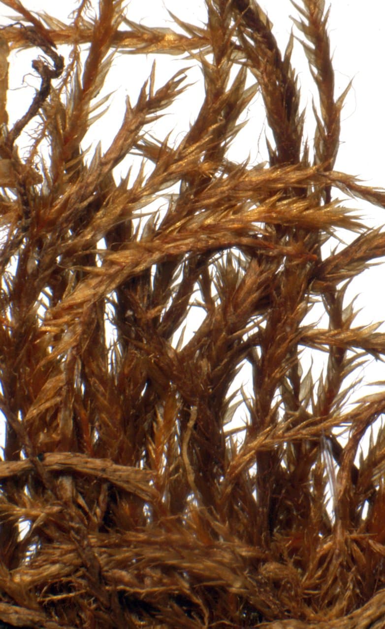 Orthothecium strictum Lorentz