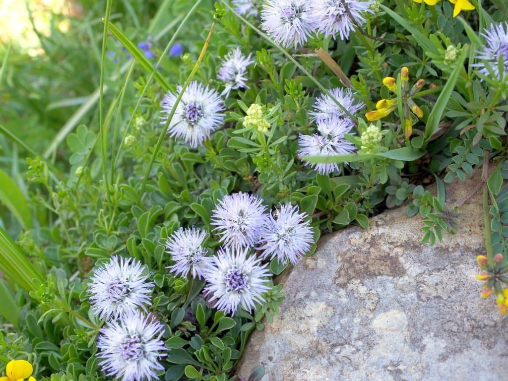 Globularia cordifolia L.