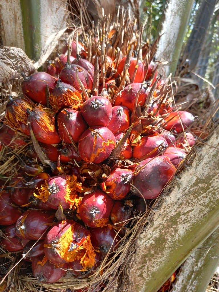 Elaeis guineensis Jacq.