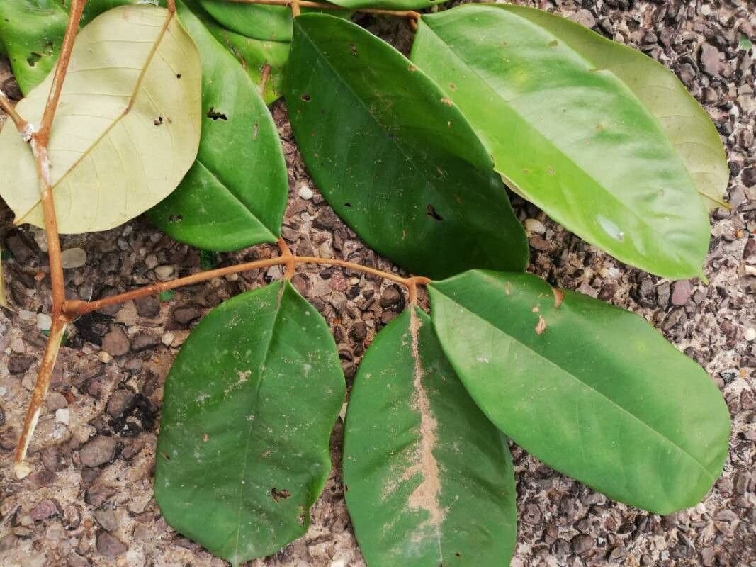 Anthonotha macrophylla P.Beauv.