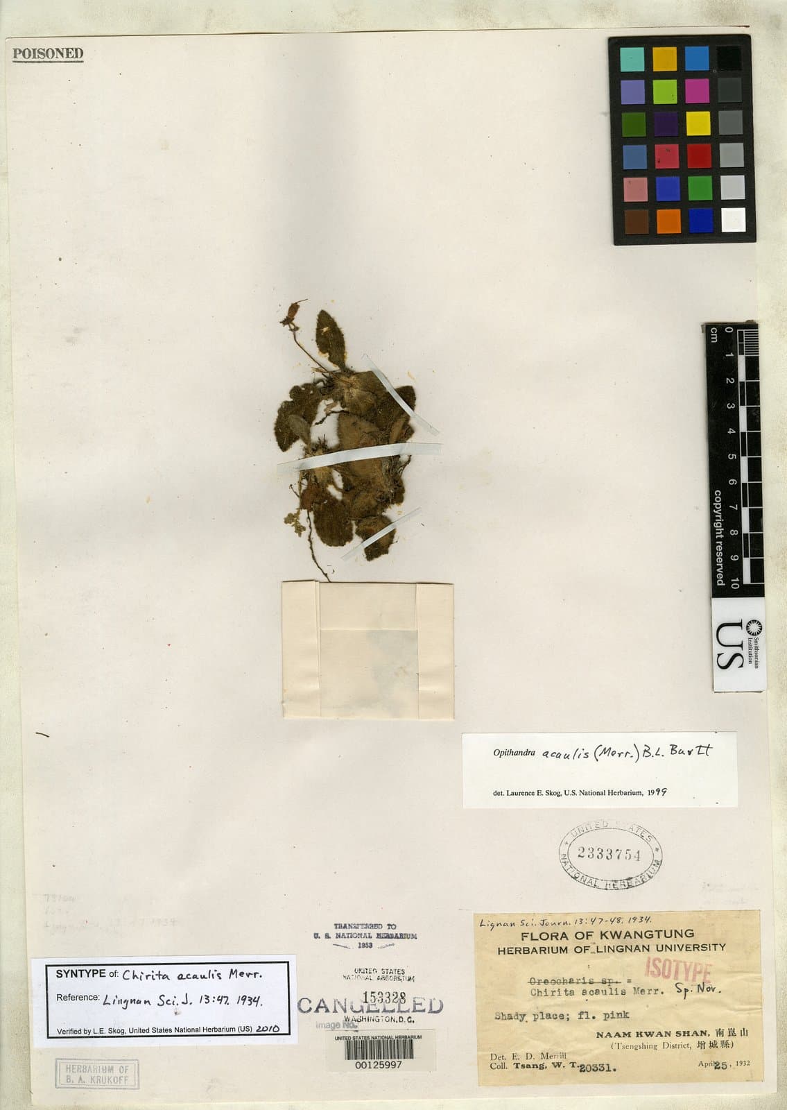 Oreocharis acaulis (Merr.) Mich.Möller & A.Weber