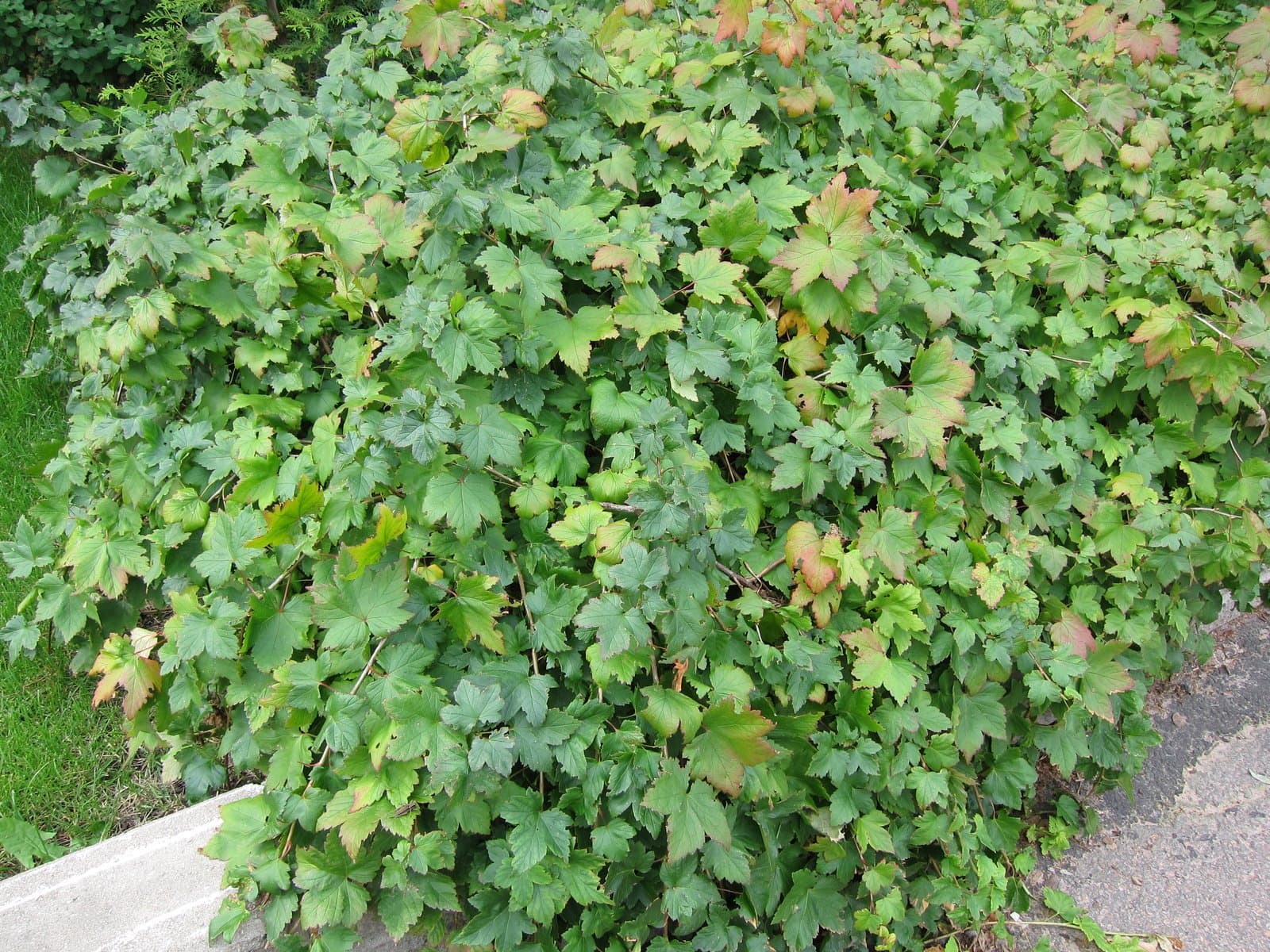 Ribes glandulosum Grauer