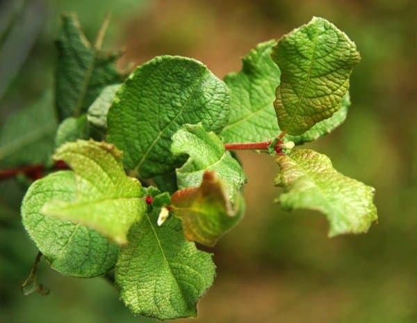 Salix aurita L.