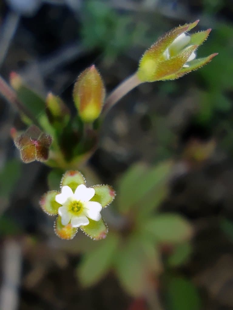 Androsace elongata L.