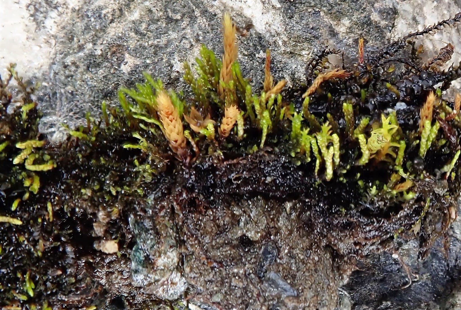 Aongstroemia longipes (Sommerf.) Bruch & Schimp.