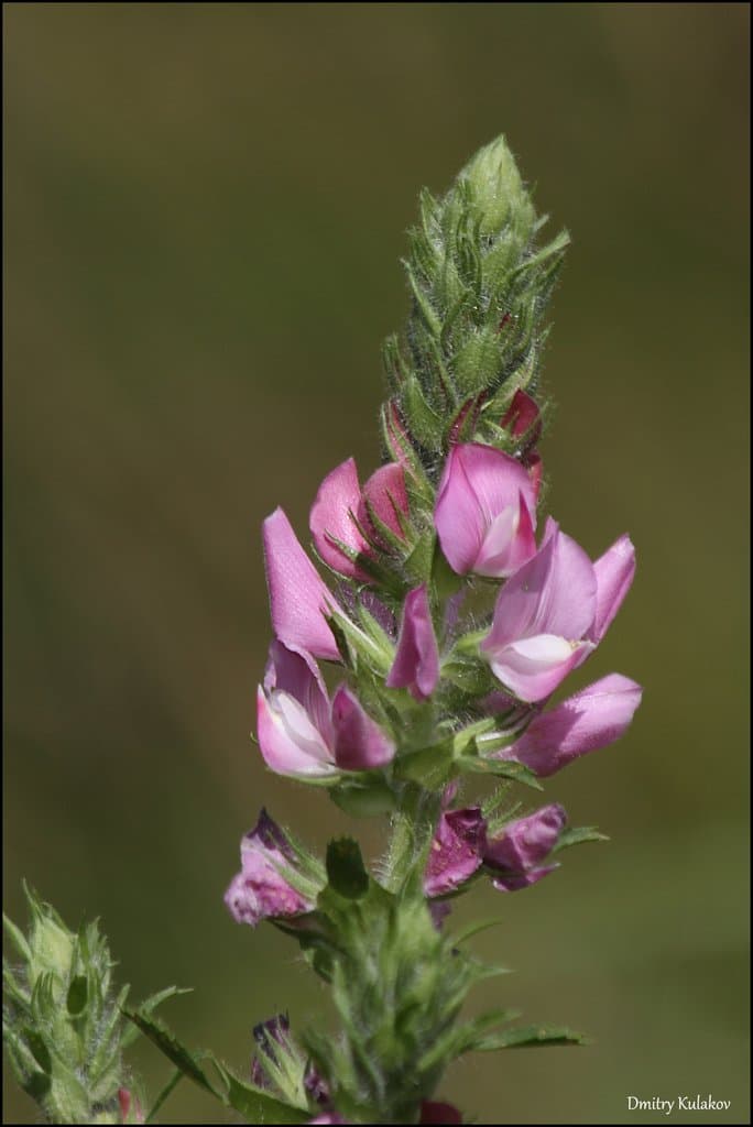 Ononis arvensis L.