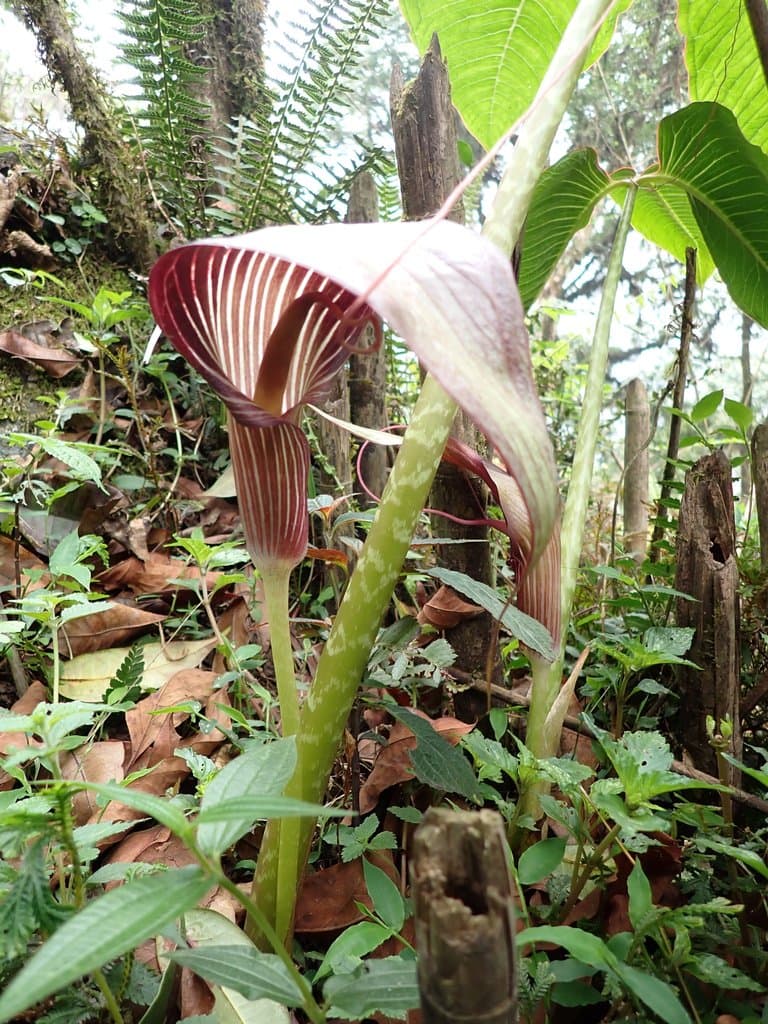 Arisaema speciosum (Wall.) Mart.