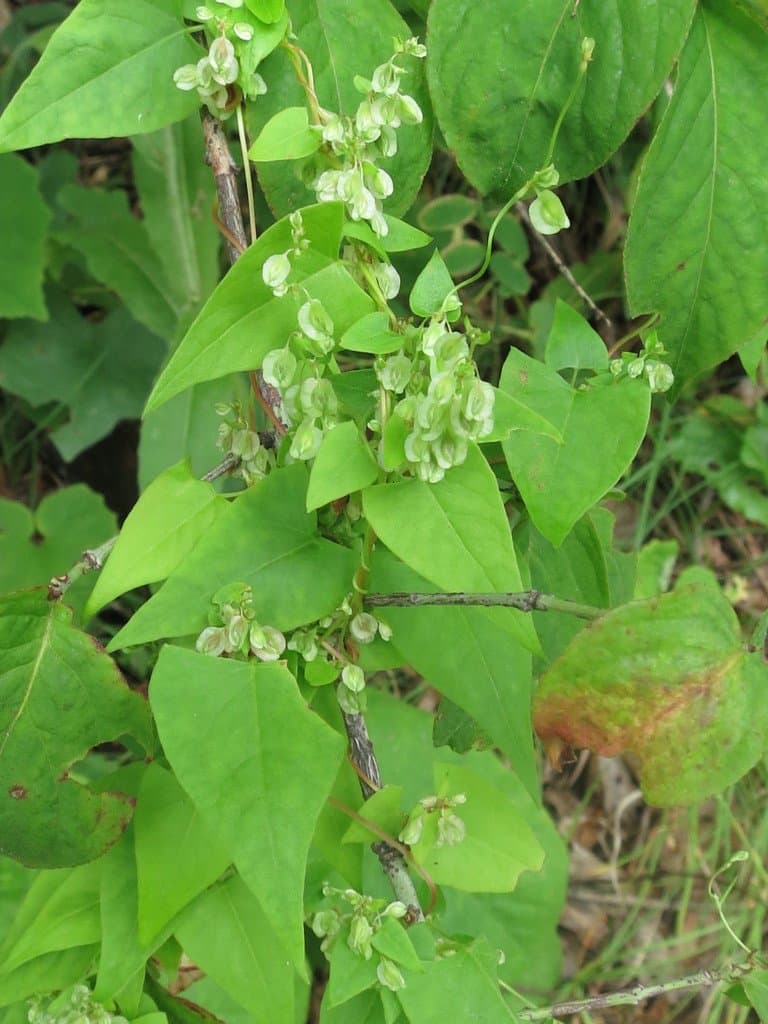 Fallopia dumetorum (L.) Holub
