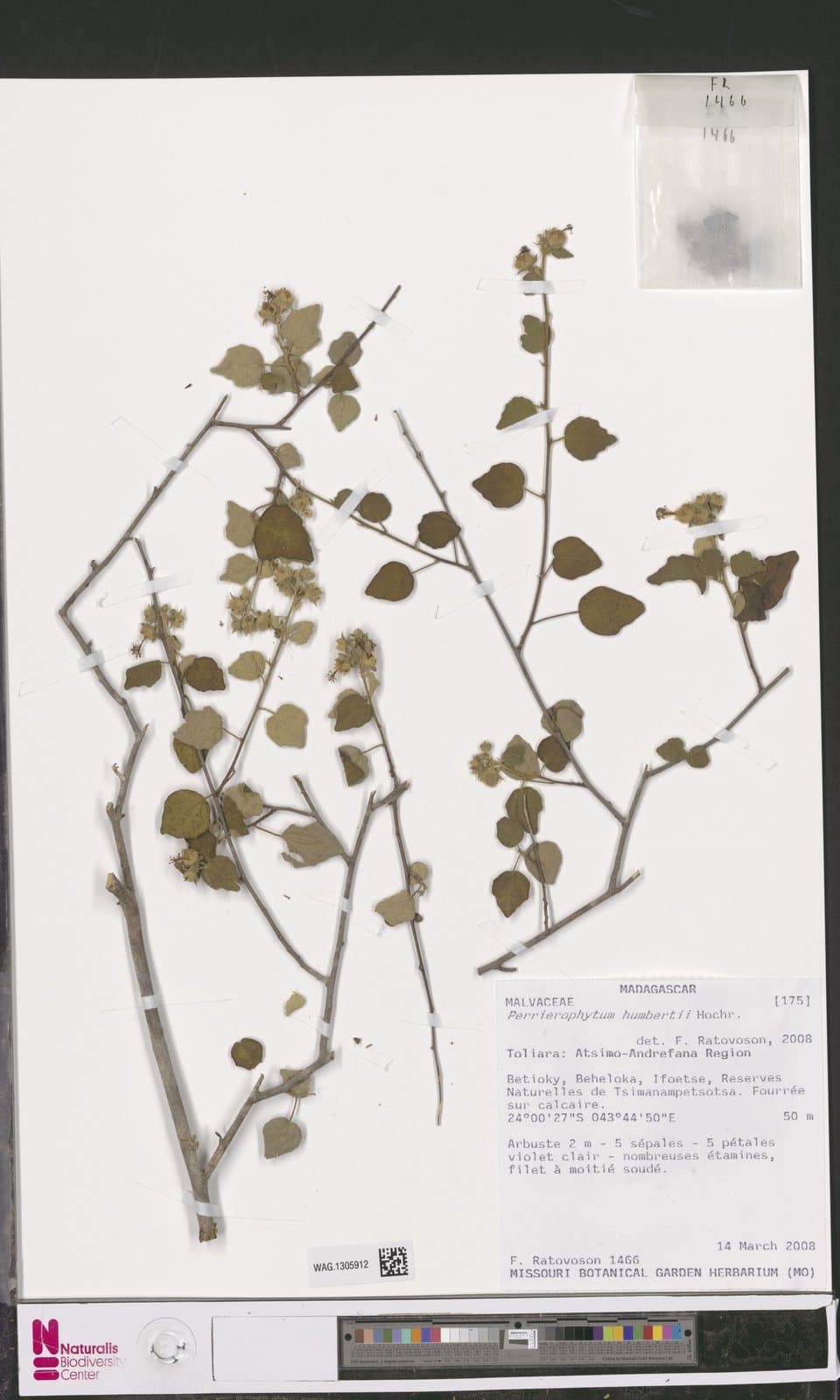 Perrierophytum humbertianthum Hochr.