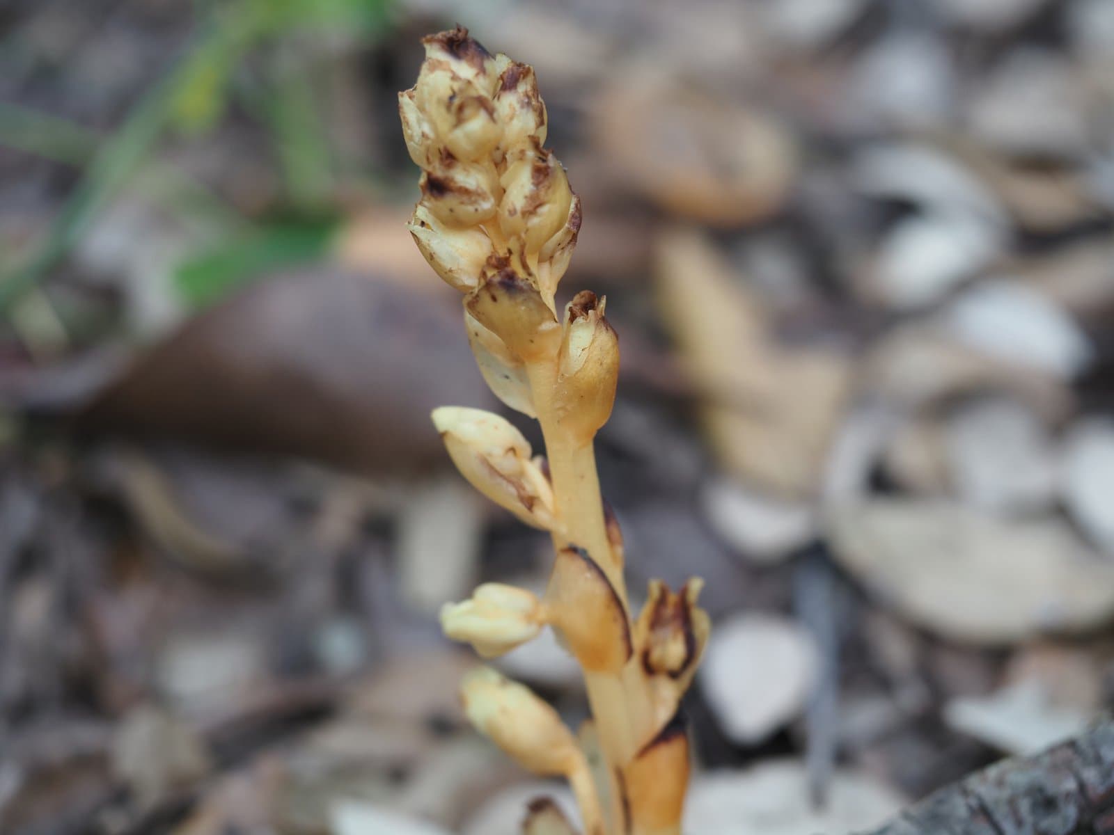 Hypopitys hypophegea (Wallr.) G.Don