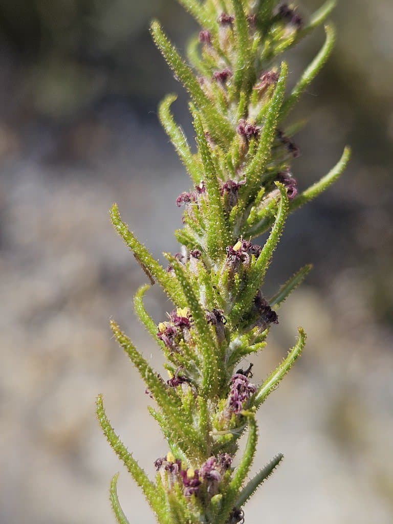 Myrovernix glandulosus (Less.) Koek.