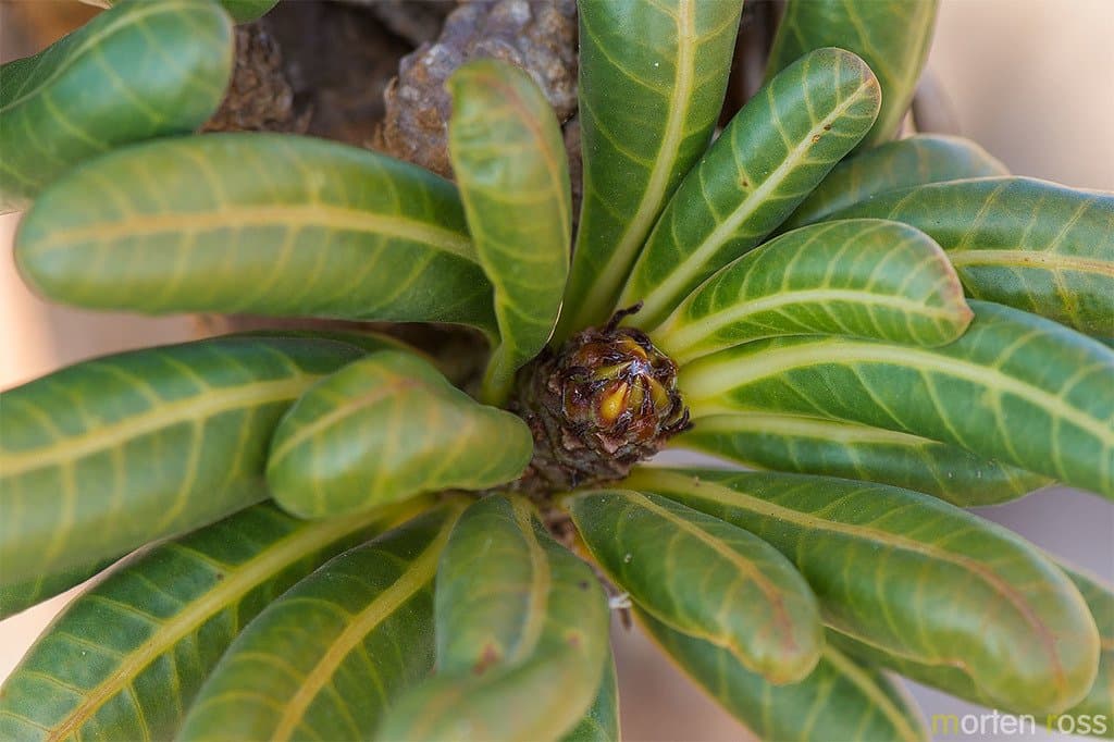 Adenium obesum (Forssk.) Roem. & Schult.