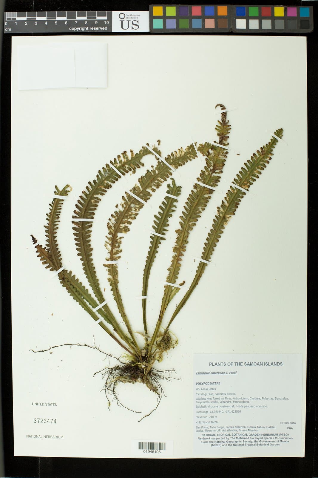Prosaptia alata (Blume) Christ