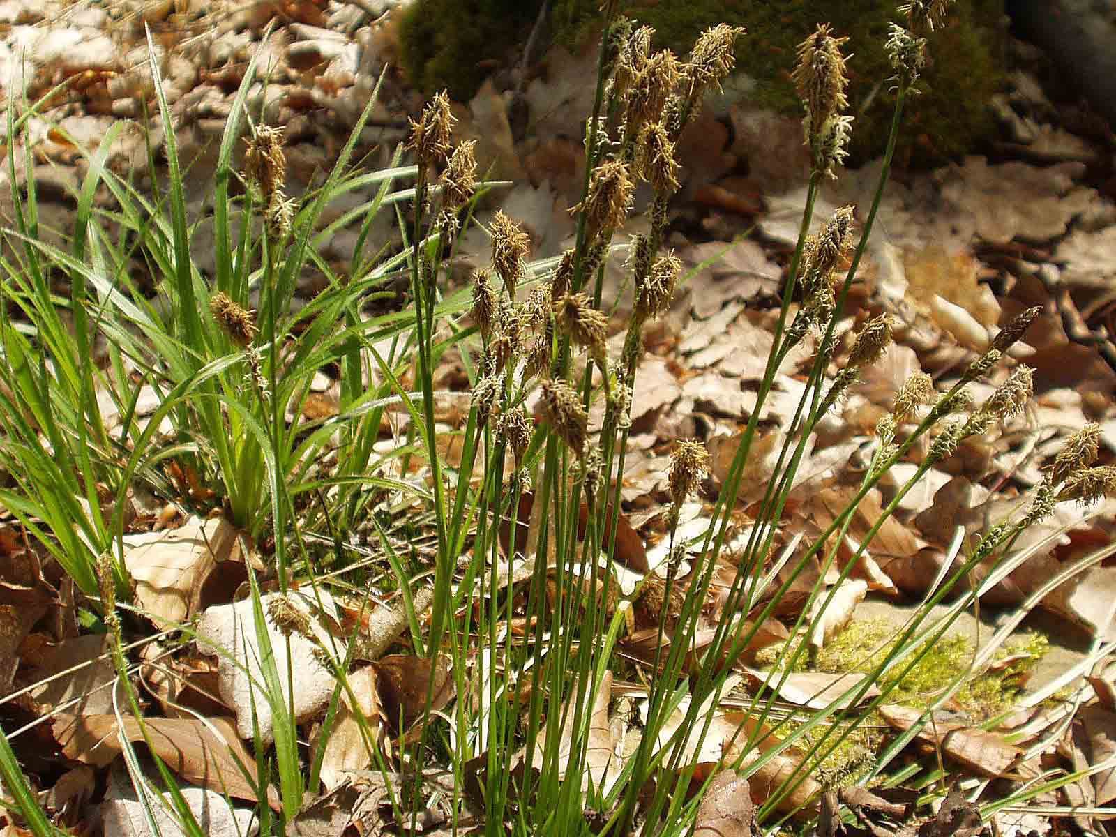 Carex umbrosa Host
