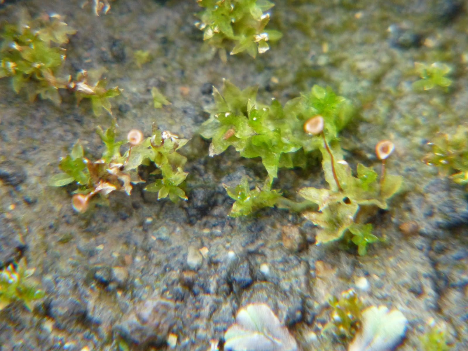 Physcomitrium eurystomum Sendtn.