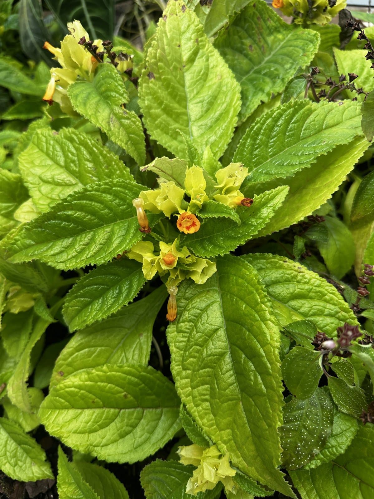 Chrysothemis friedrichsthaliana (Hanst.) H.E.Moore