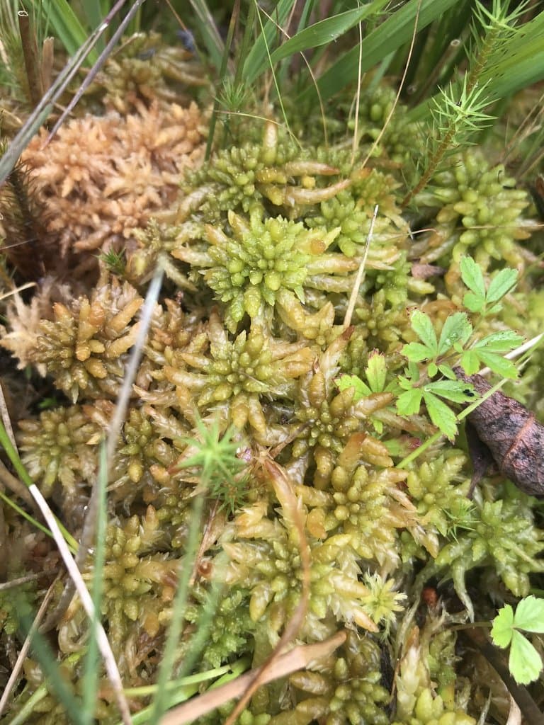 Sphagnum papillosum Lindb.