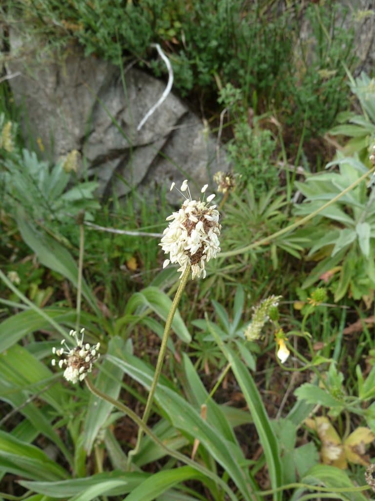Plantago malato-belizii Lawalrée