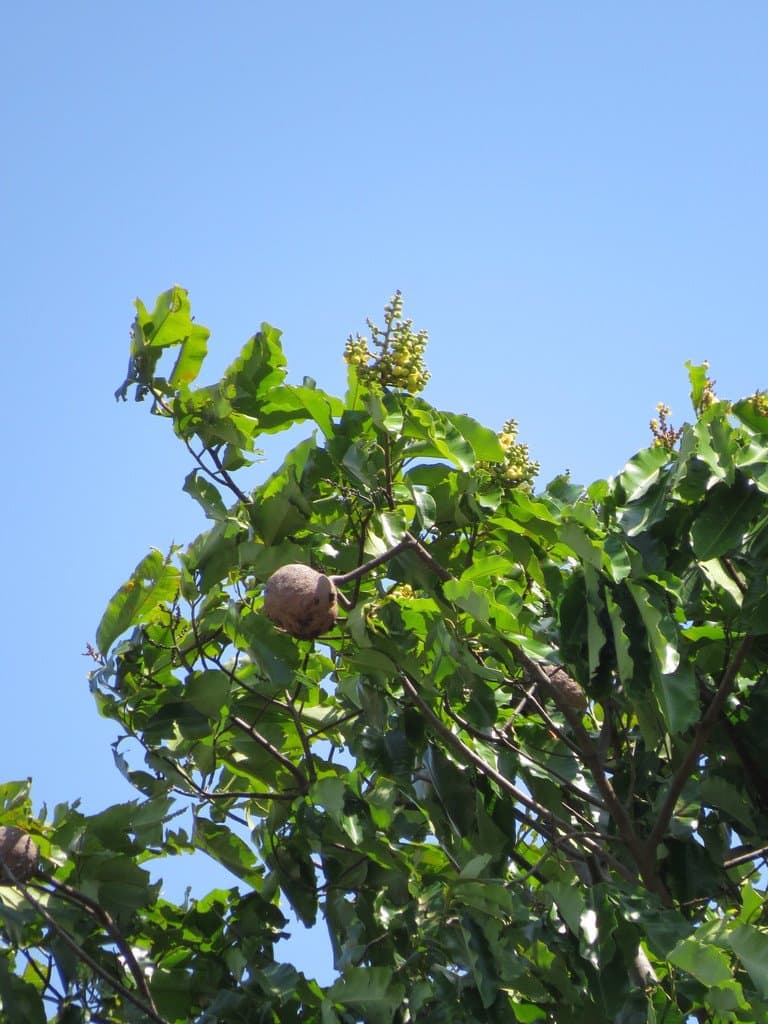 Bertholletia excelsa Bonpl.
