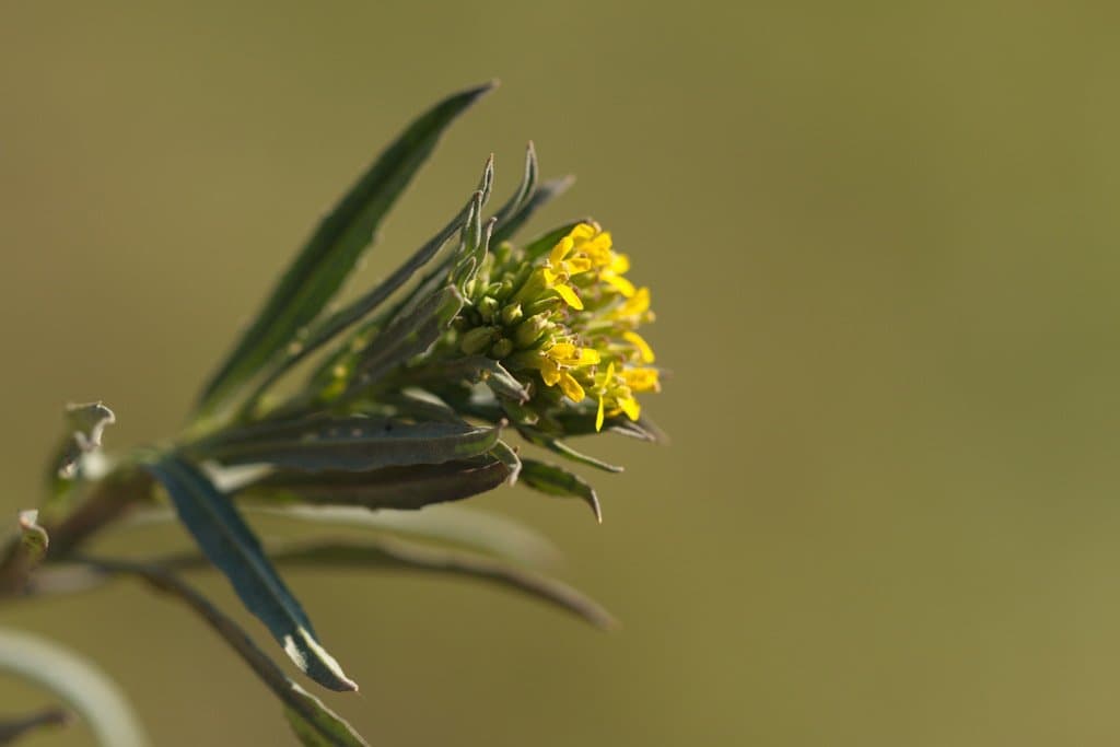 Erysimum hieraciifolium L.