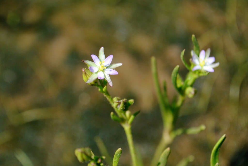 Spergularia marina (L.) Besser