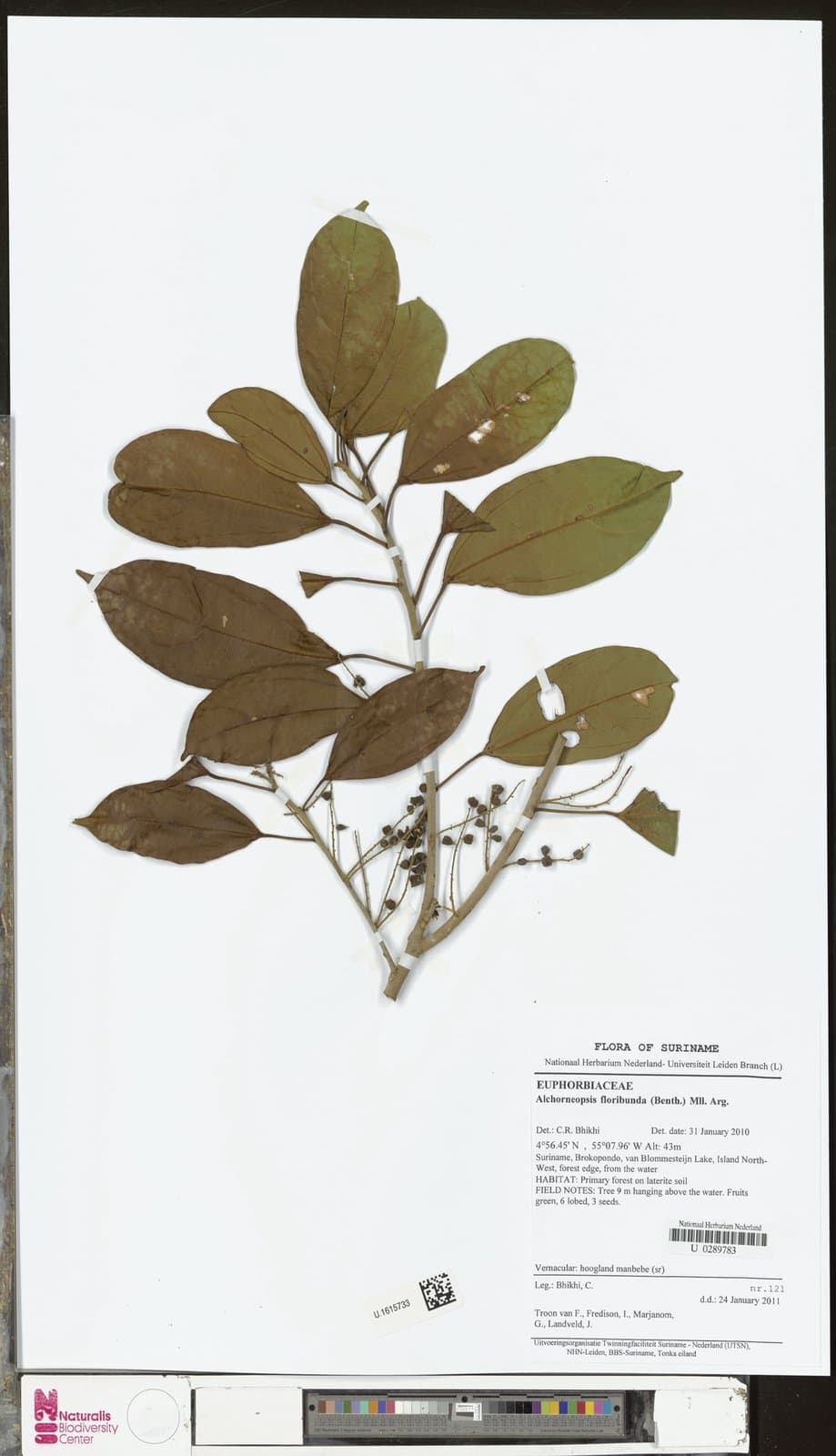 Alchorneopsis floribunda (Benth.) Müll.Arg.