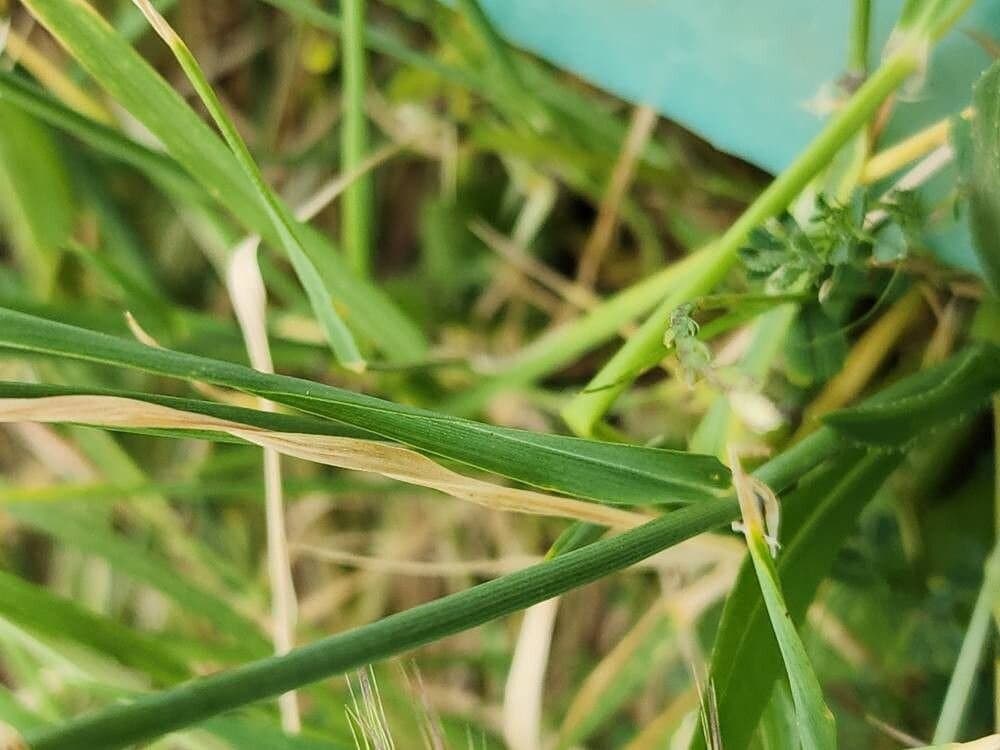 Triticum monococcum L.