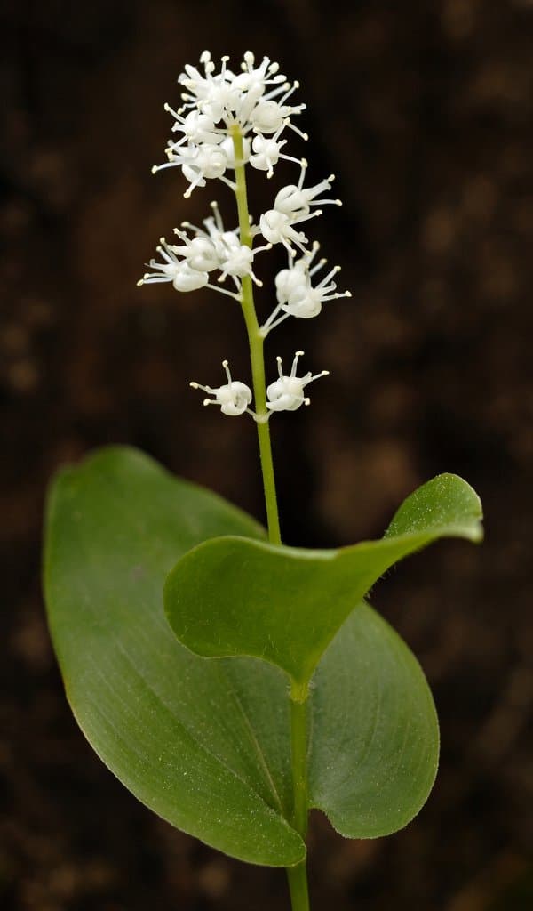 Maianthemum bifolium (L.) F.W.Schmidt