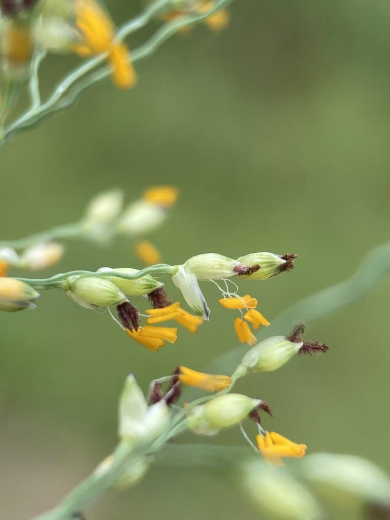 Panicum repens L.