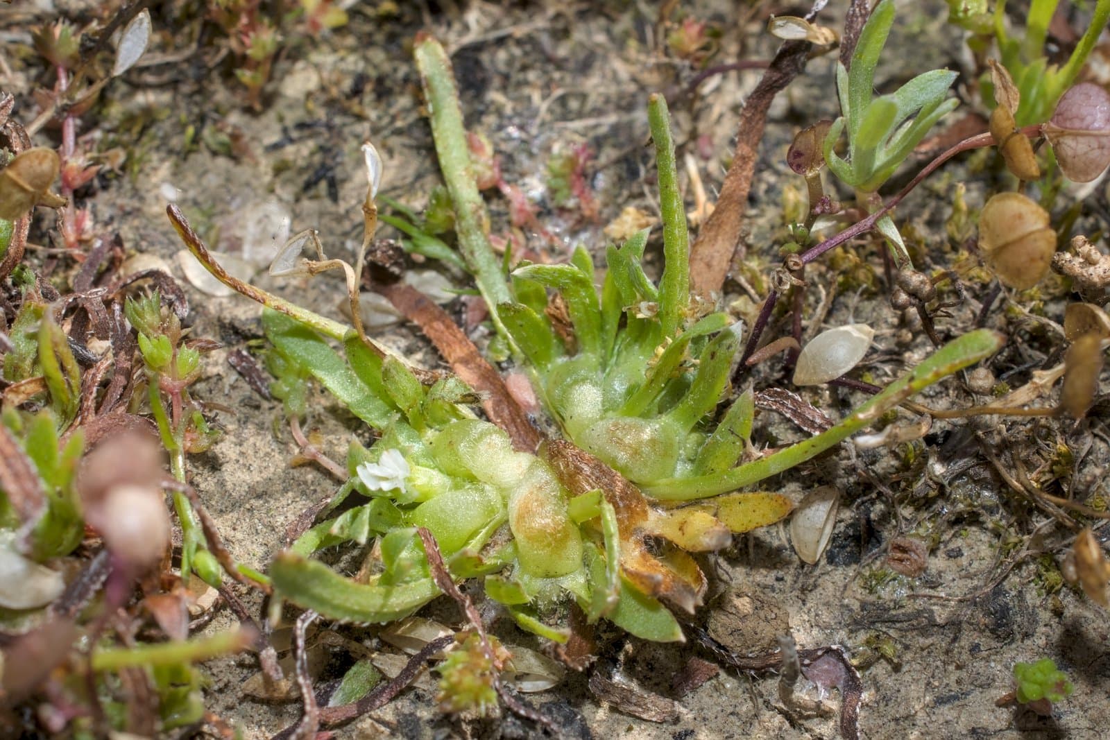 Plagiobothrys humistratus (Greene) I.M.Johnst.