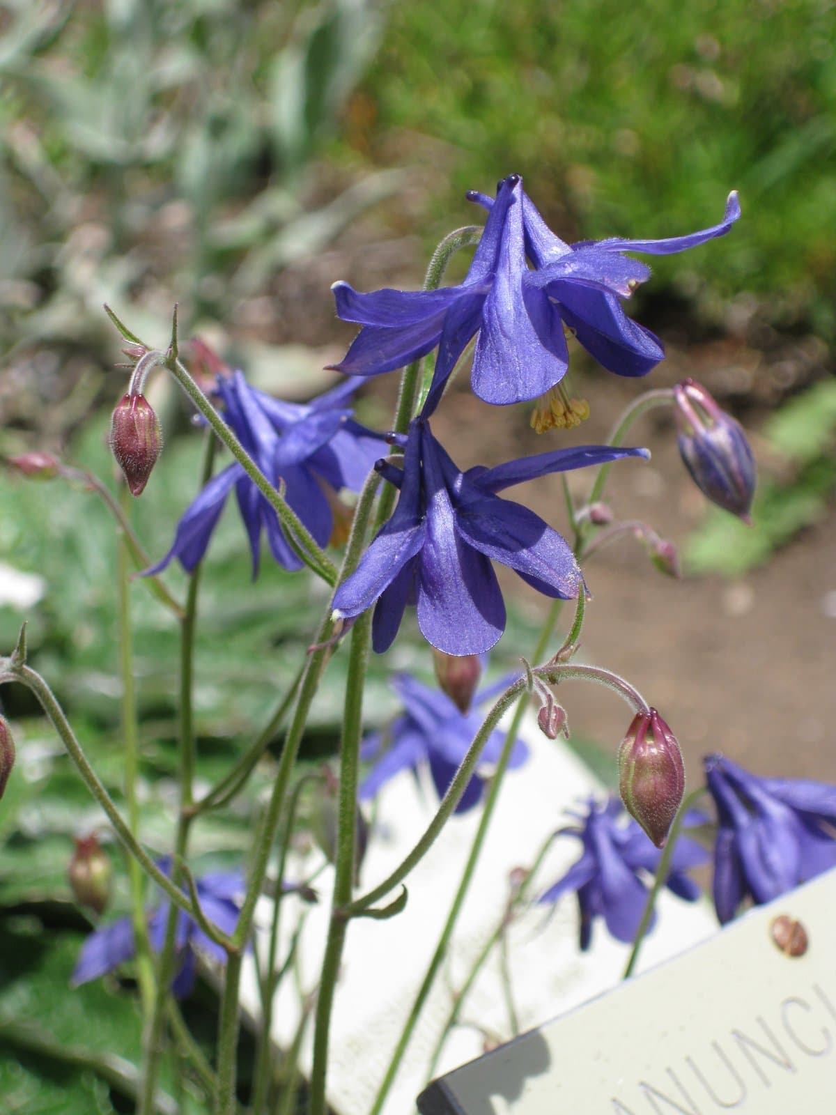 Aquilegia einseleana F.W.Schultz
