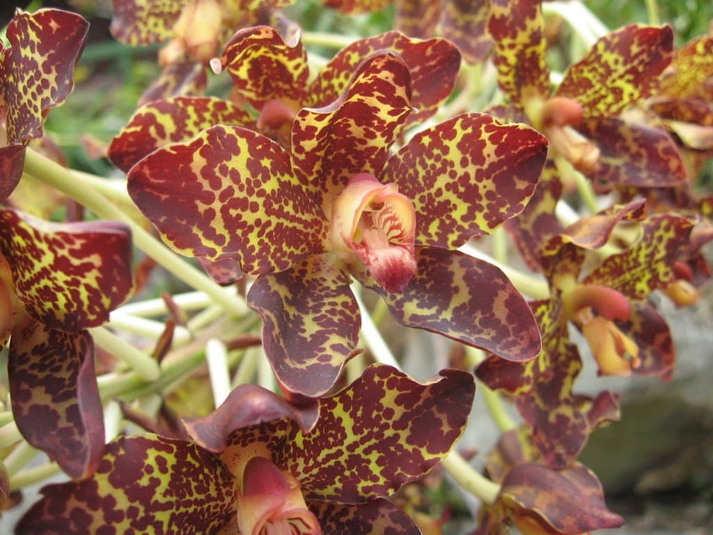 Grammatophyllum kinabaluense Ames & C.Schweinf.
