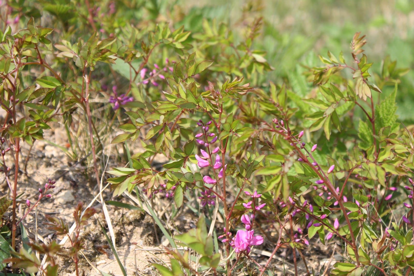 Indigofera kirilowii Maxim. ex Palibin