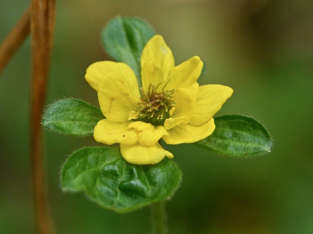 Geum urbanum L.