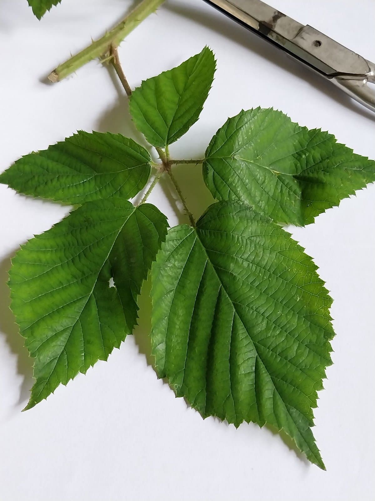 Rubus pallidus Weihe