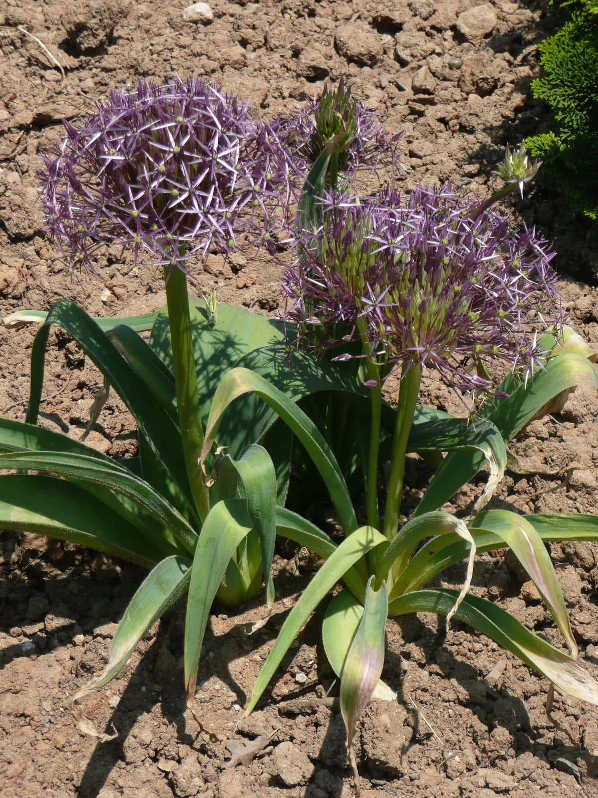 Allium christophii Trautv.
