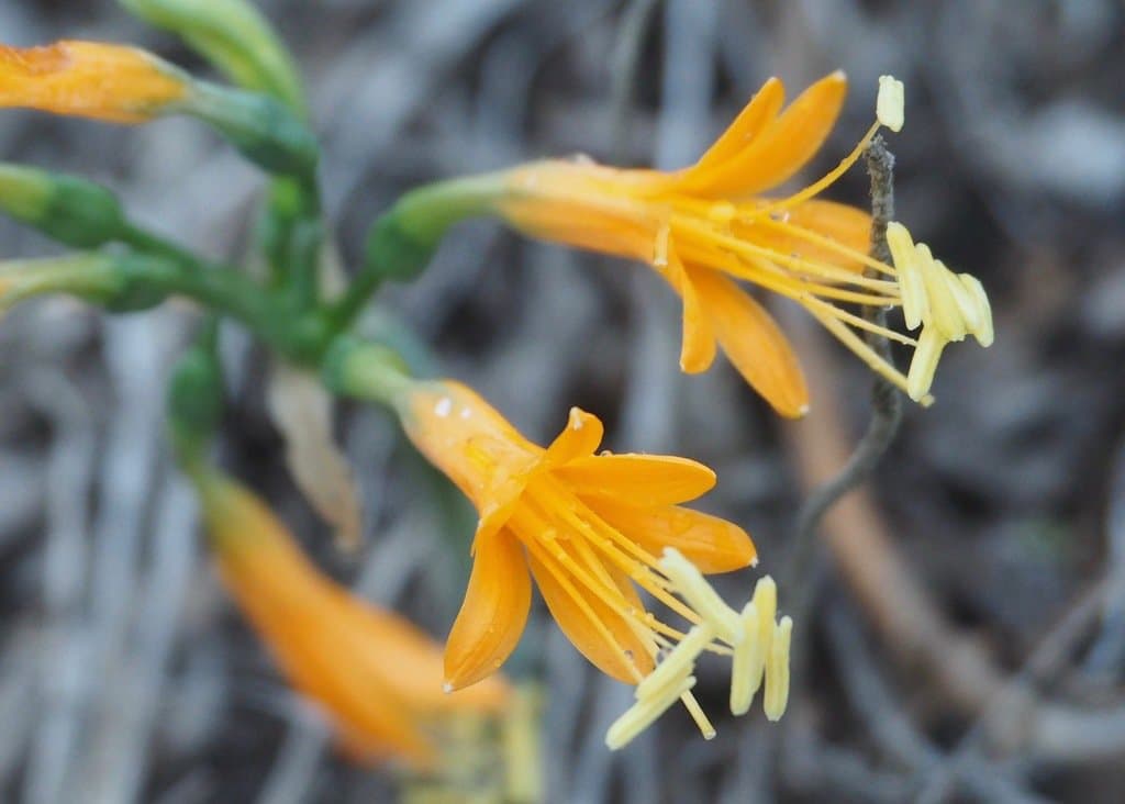 Stenomesson flavum (Ruiz & Pav.) Herb.
