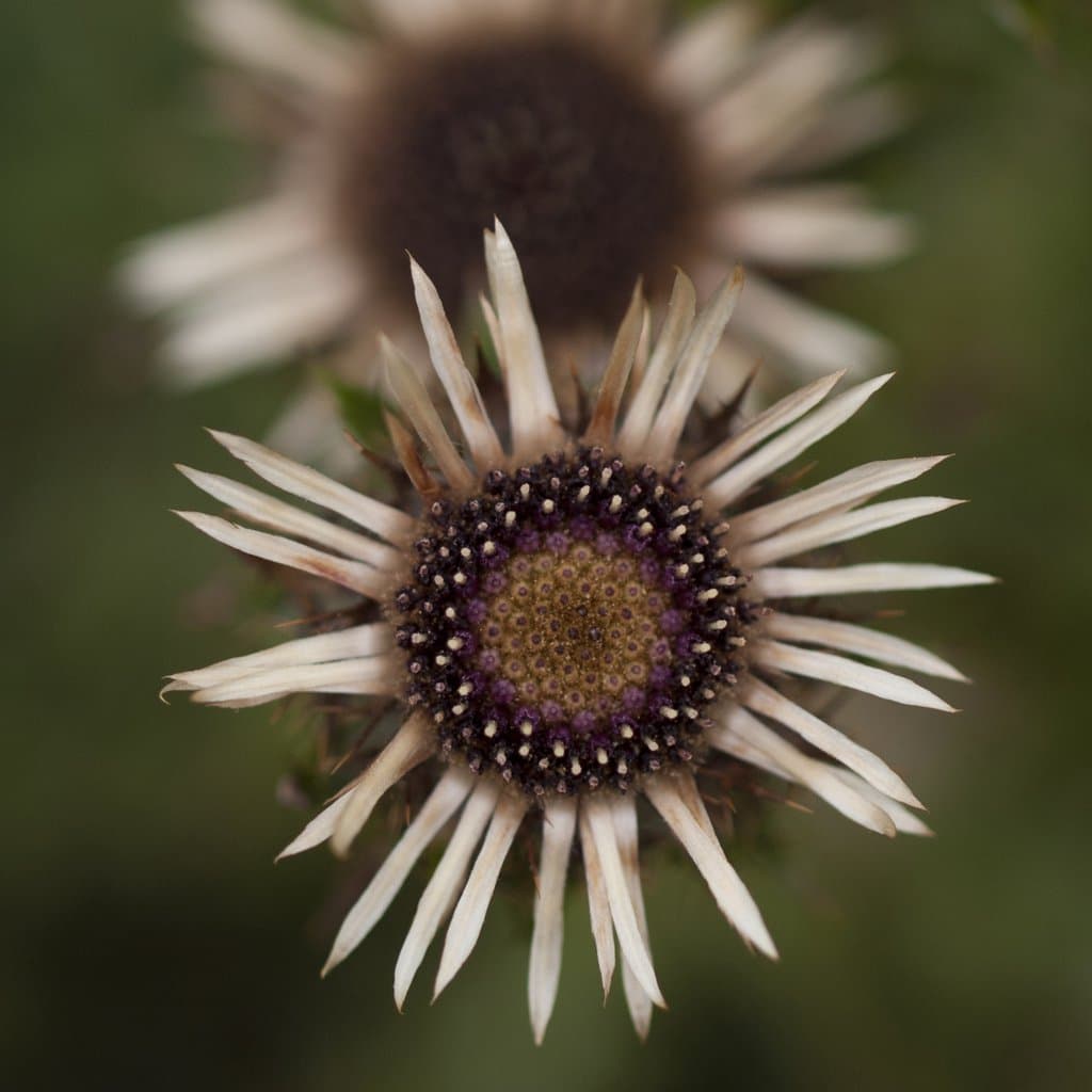 Carlina vulgaris L.