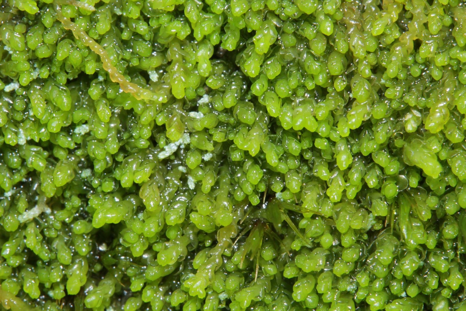 Nardia geoscyphus (De Not.) Lindb.