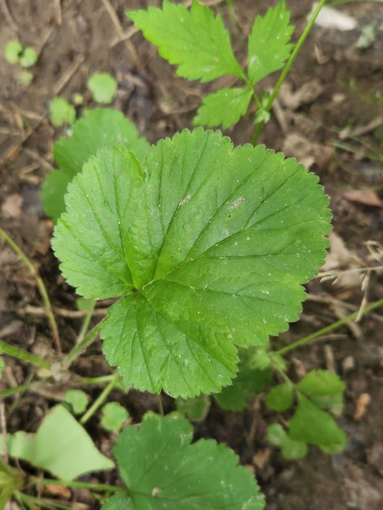 Geum vernum (Raf.) Torr. & A.Gray